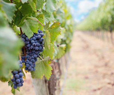 An Essential Guide To Popular Wine Grapes