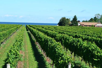Vino 101: The Essentials to Start Your Wine Journey